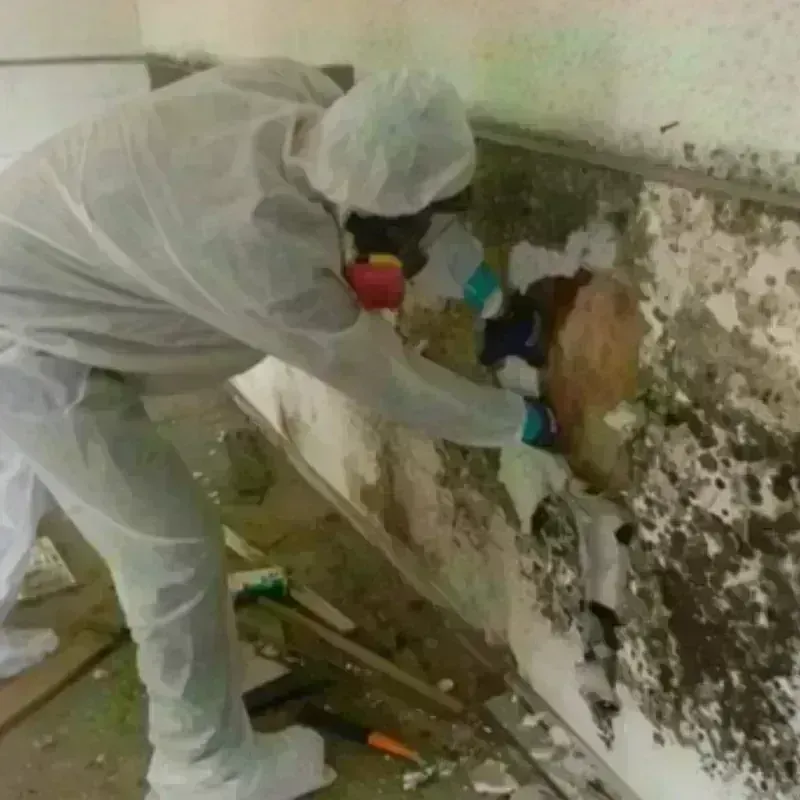 Mold Remediation and Removal in Provincetown, MA